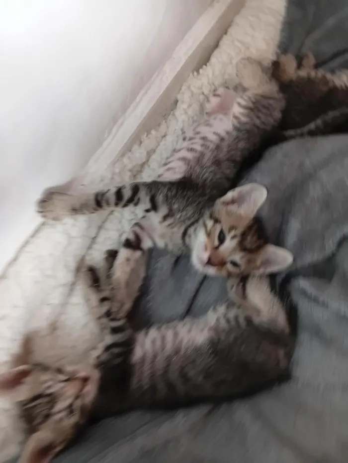Gato raça SRD-ViraLata idade 1 ano nome pandora 
