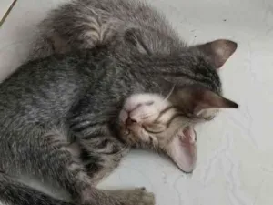 Gato raça SRD-ViraLata idade 1 ano nome pandora 