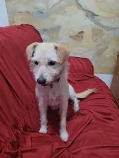 Cachorro raça SRD-ViraLata idade 1 ano nome Judite 