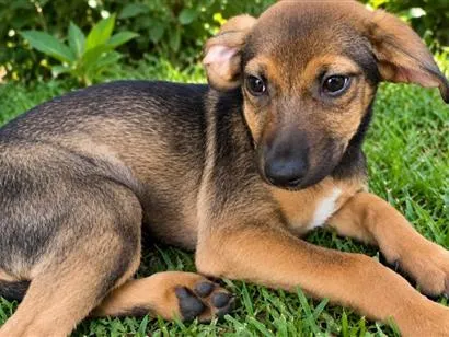Cachorro raça SRD-ViraLata idade 2 a 6 meses nome Moana