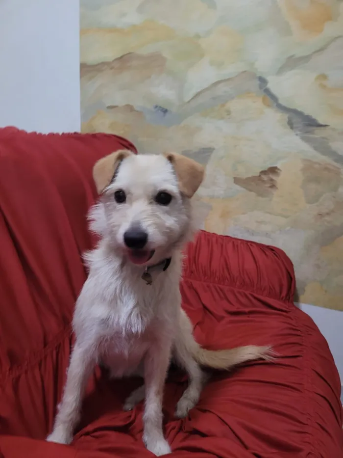 Cachorro raça SRD-ViraLata idade 1 ano nome Judite 