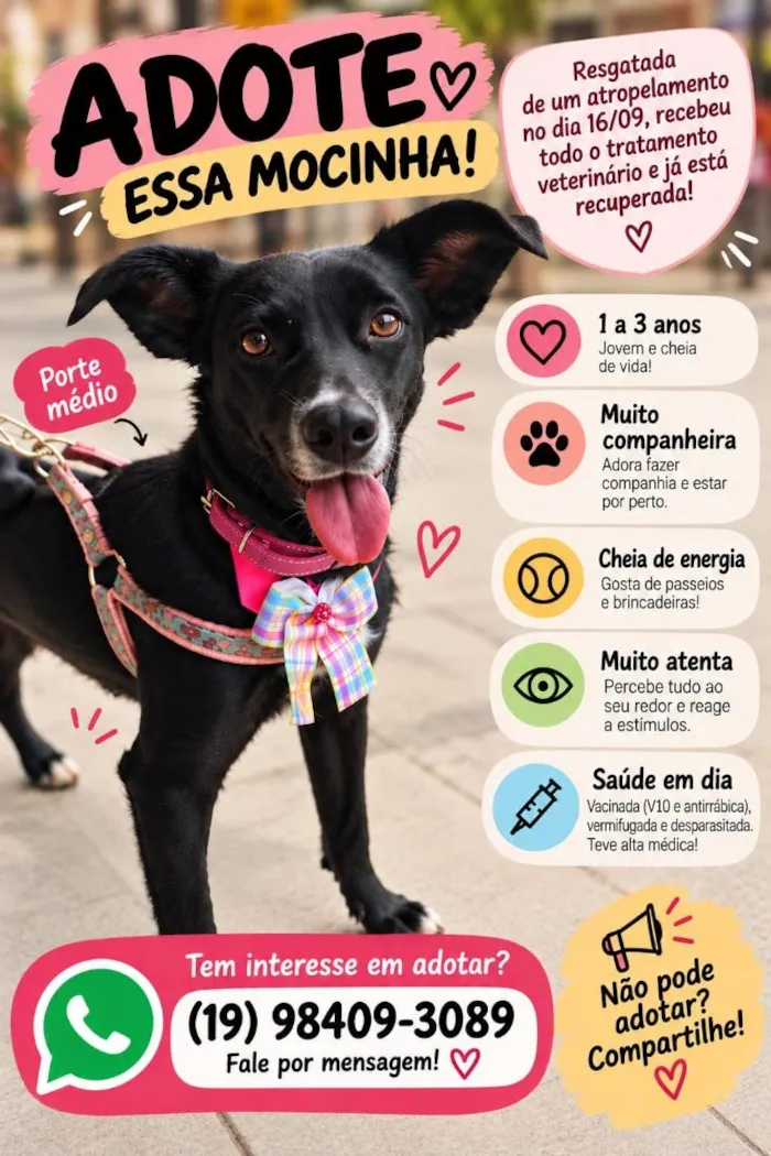 Cachorro raça SRD-ViraLata idade 2 anos nome Preta