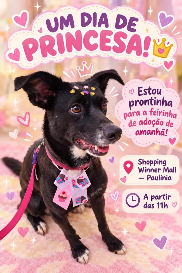 Cachorro raça SRD-ViraLata idade 2 anos nome Preta