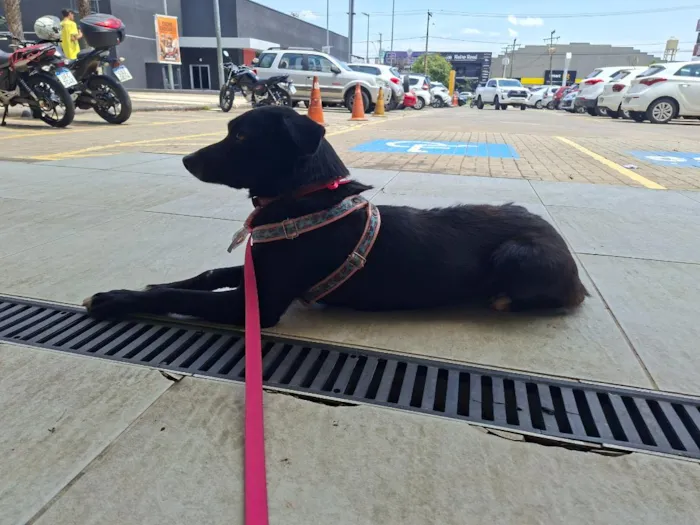 Cachorro raça SRD-ViraLata idade 2 anos nome Preta