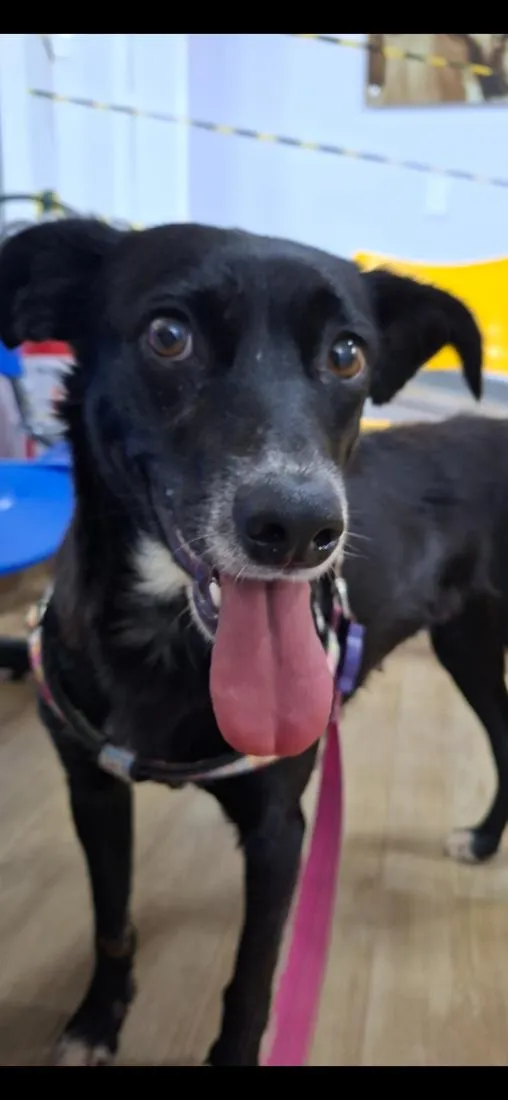 Cachorro raça SRD-ViraLata idade 2 anos nome Preta