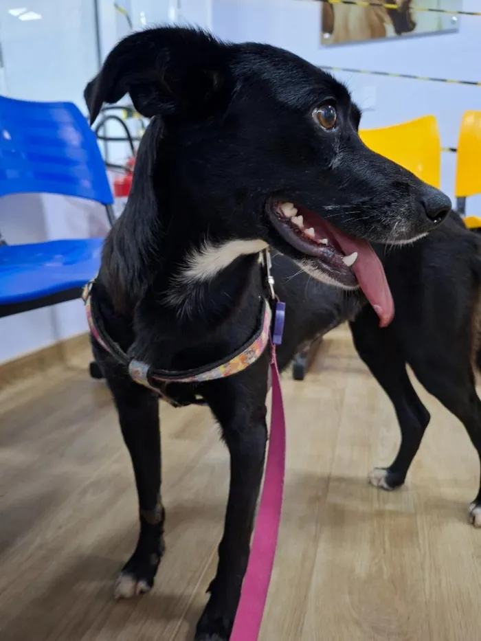 Cachorro raça SRD-ViraLata idade 2 anos nome Preta