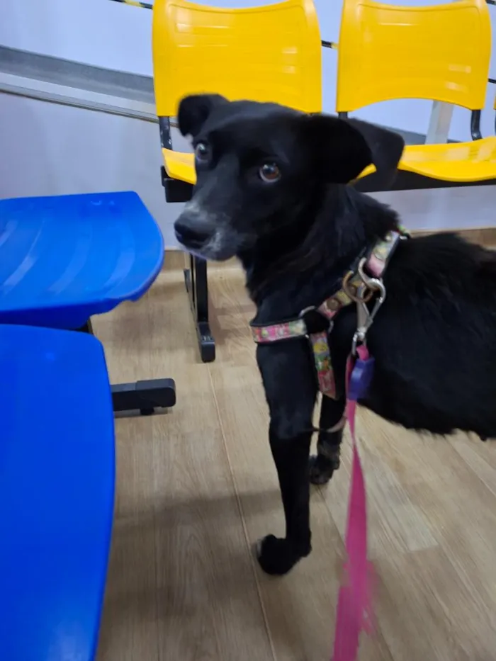 Cachorro raça SRD-ViraLata idade 2 anos nome Preta