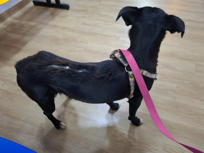 Cachorro raça SRD-ViraLata idade 2 anos nome Preta