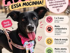 Cachorro raça SRD-ViraLata idade 2 anos nome Preta