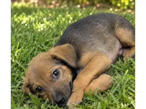 Cachorro raça SRD-ViraLata idade 2 a 6 meses nome Moana