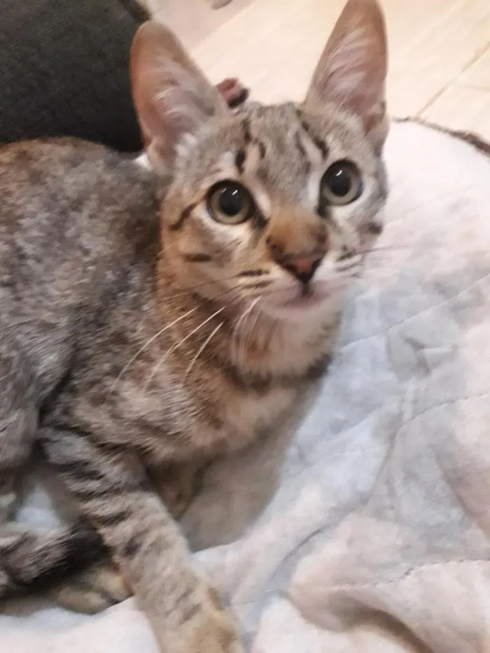 Gato raça SRD-ViraLata idade 2 a 6 meses nome Mimi