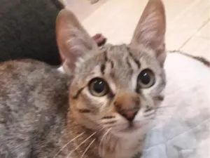Gato raça SRD-ViraLata idade 2 a 6 meses nome Mimi
