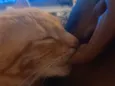 Shawarma