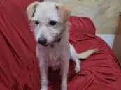 Cachorro raça SRD-ViraLata idade 1 ano nome Judite 