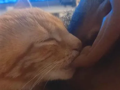 Gato raça SRD-ViraLata idade 7 a 11 meses nome Shawarma