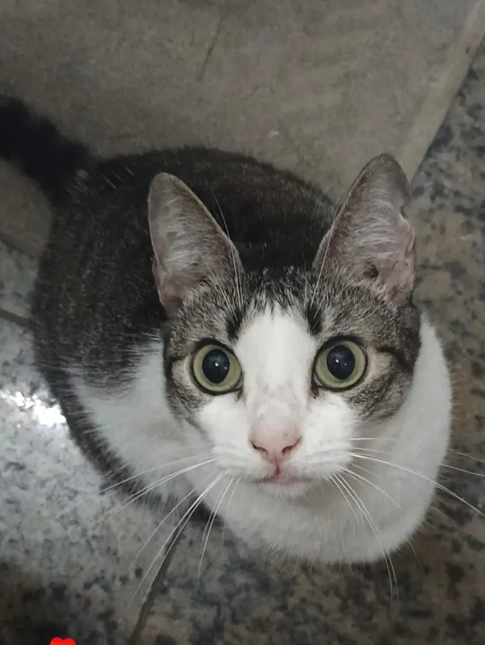 Gato raça SRD-ViraLata idade 6 ou mais anos nome Lady