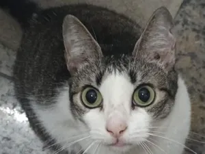 Gato raça SRD-ViraLata idade 6 ou mais anos nome Lady