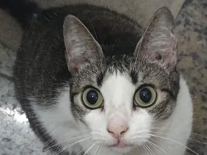 Gato raça SRD-ViraLata idade 6 ou mais anos nome Lady