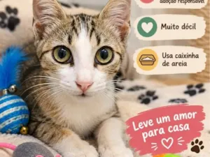 Gato raça SRD-ViraLata idade 2 a 6 meses nome Marcinho