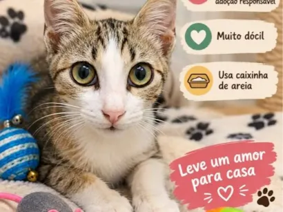 Gato raça SRD-ViraLata idade 2 a 6 meses nome Marcinho