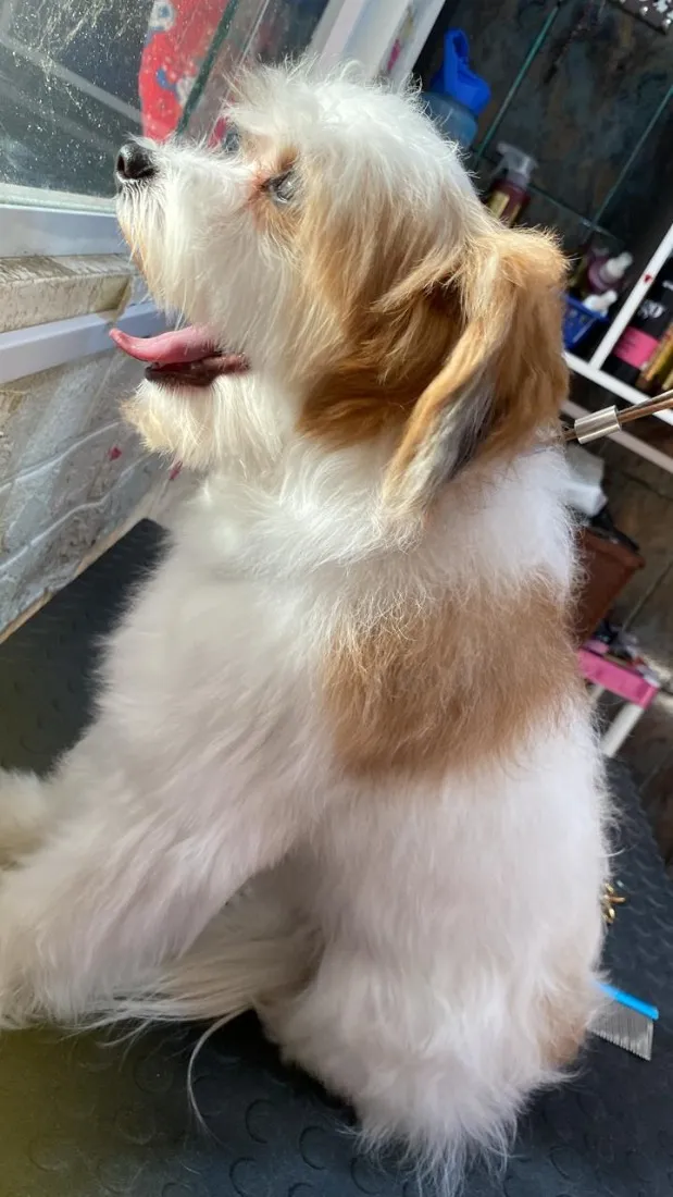 Cachorro raça SRD-ViraLata idade 3 anos nome Duque