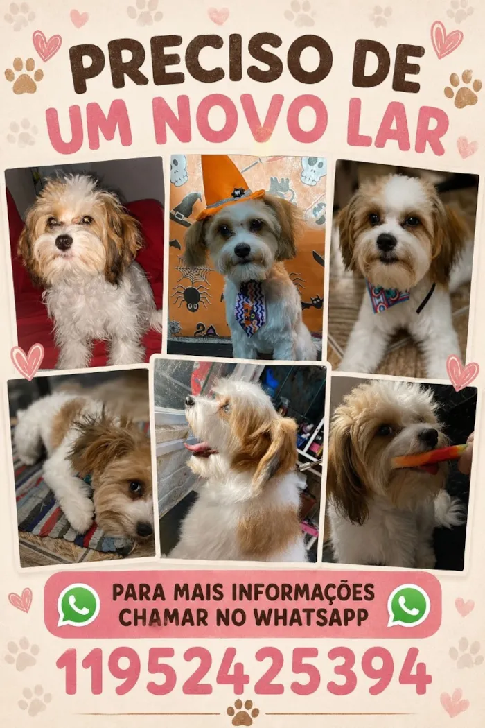 Cachorro raça SRD-ViraLata idade 3 anos nome Duque