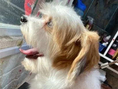 Cachorro raça SRD-ViraLata idade 3 anos nome Duque