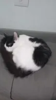 Koma