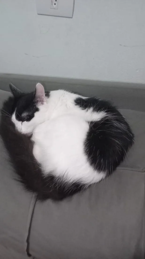 Gato raça SRD-ViraLata idade 2 a 6 meses nome Koma