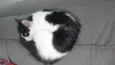 Koma