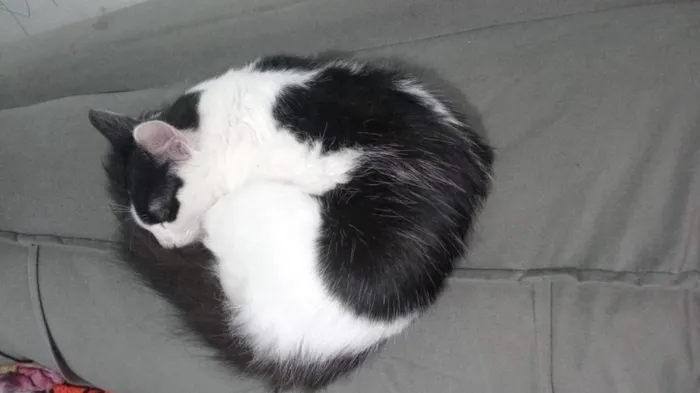 Gato raça SRD-ViraLata idade 2 a 6 meses nome Koma