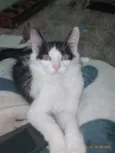 Koma