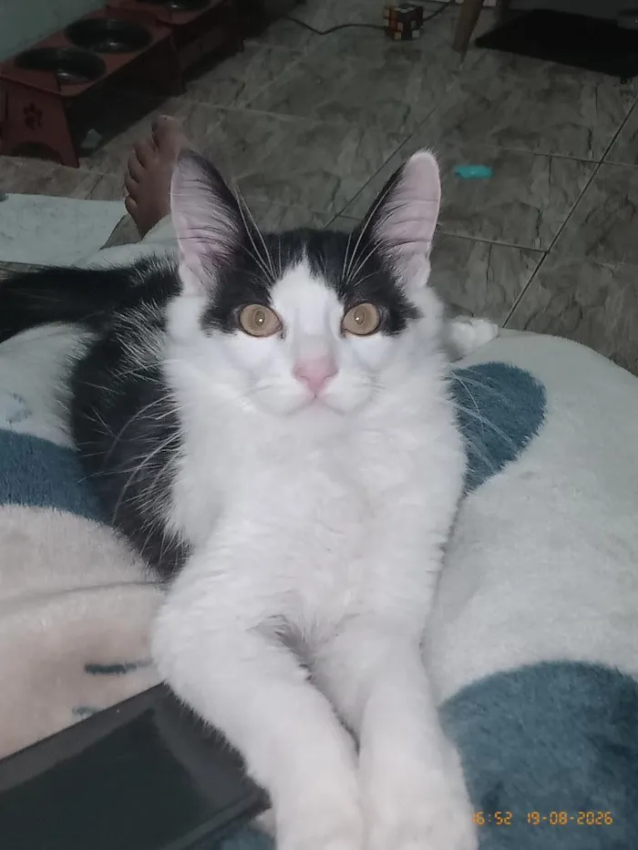 Gato raça SRD-ViraLata idade 2 a 6 meses nome Koma