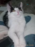 Koma