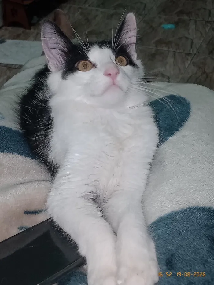 Gato raça SRD-ViraLata idade 2 a 6 meses nome Koma