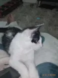 Koma