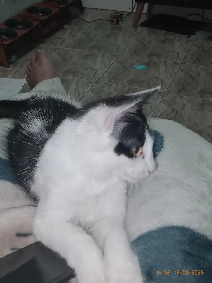 Gato raça SRD-ViraLata idade 2 a 6 meses nome Koma