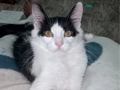 Gato raça SRD-ViraLata idade 2 a 6 meses nome Koma
