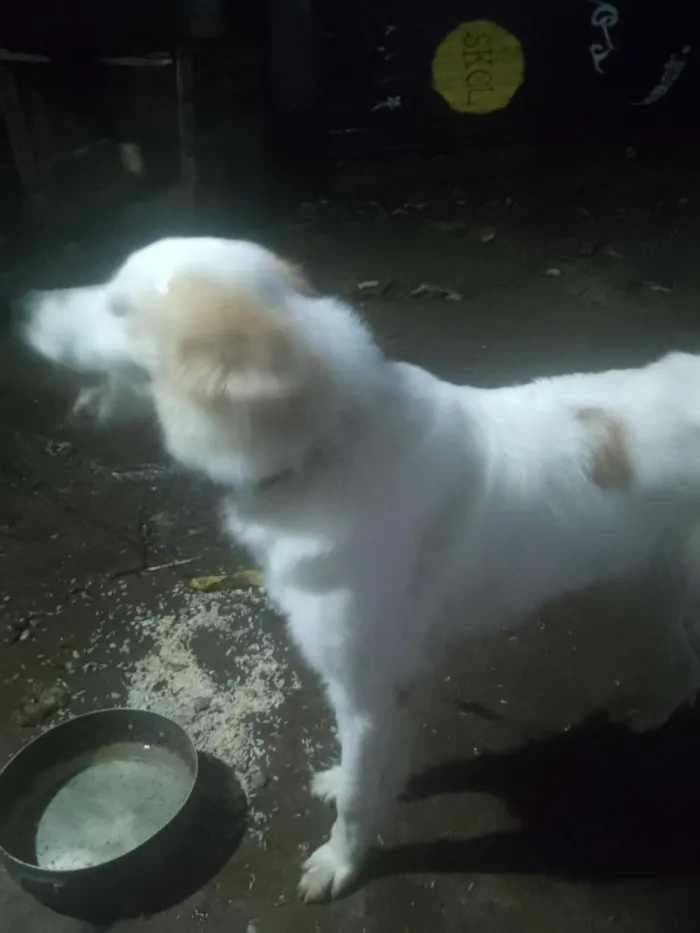 Cachorro raça SRD-ViraLata idade 2 anos nome Bela