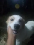 Bela