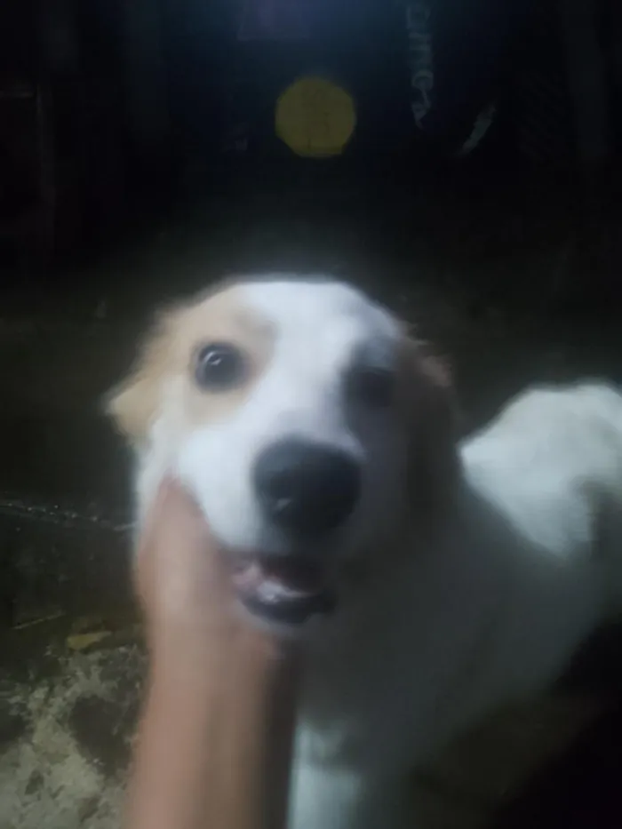 Cachorro raça SRD-ViraLata idade 2 anos nome Bela