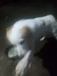 Bela