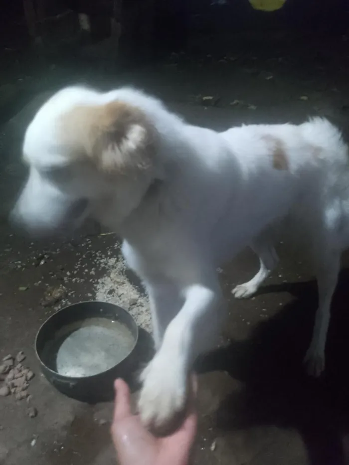 Cachorro raça SRD-ViraLata idade 2 anos nome Bela