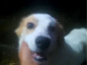 Cachorro raça SRD-ViraLata idade 2 anos nome Bela