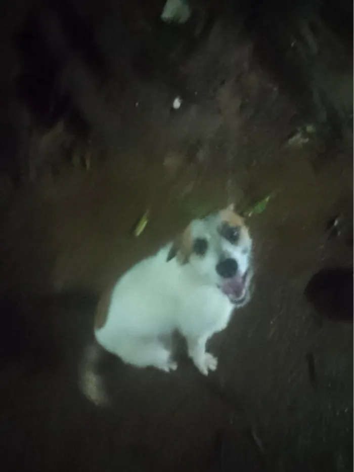 Cachorro raça SRD-ViraLata idade 2 a 6 meses nome Chambinho