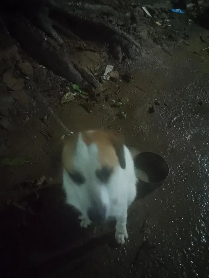 Cachorro raça SRD-ViraLata idade 2 a 6 meses nome Chambinho