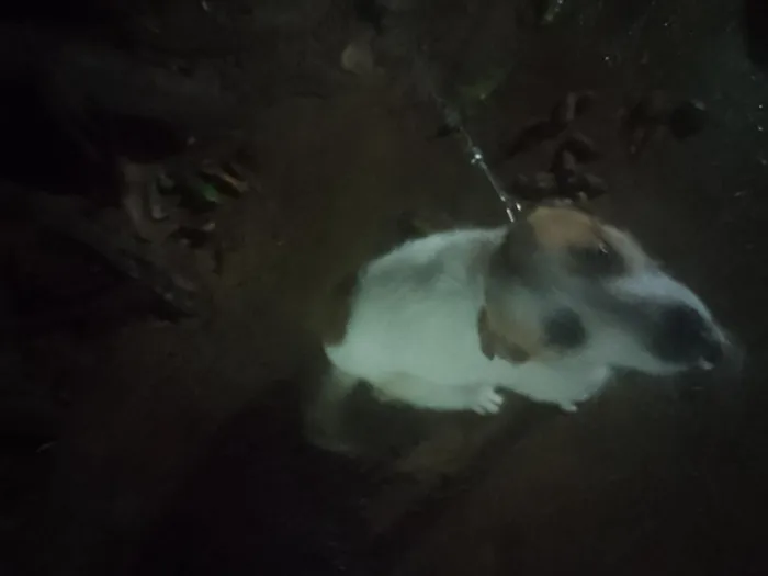 Cachorro raça SRD-ViraLata idade 2 a 6 meses nome Chambinho
