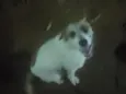 Chambinho