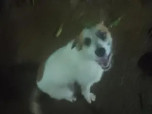 Cachorro raça SRD-ViraLata idade 2 a 6 meses nome Chambinho