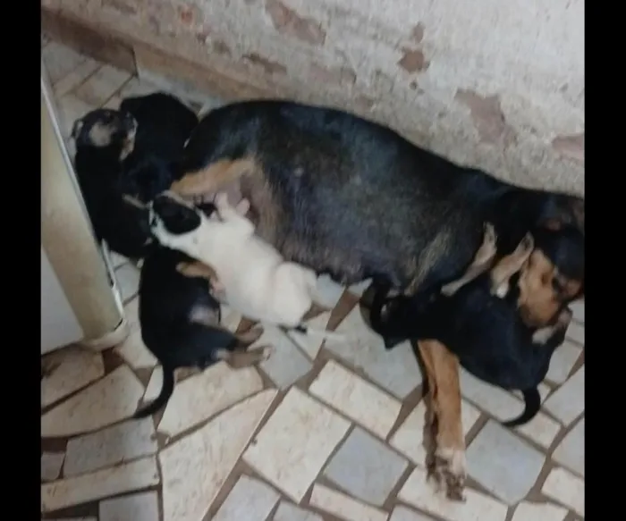 Cachorro raça SRD-ViraLata idade 7 a 11 meses nome sem nomes doa mae e filhotes 